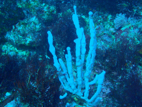 �ɓ������ʐ^�@�N���b�N�ő傫���Ȃ�܂�