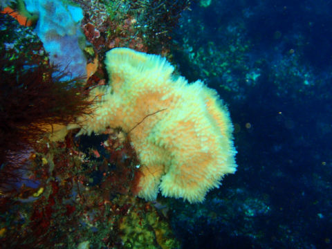 �ɓ������ʐ^�@�N���b�N�ő傫���Ȃ�܂�