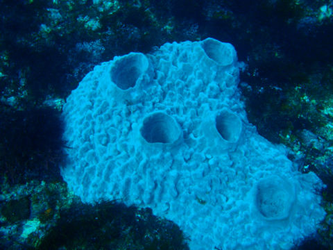 �ɓ������ʐ^�@�N���b�N�ő傫���Ȃ�܂�