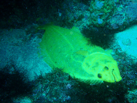 �ɓ������ʐ^�@�N���b�N�ő傫���Ȃ�܂�