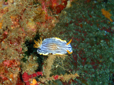 �ɓ������ʐ^�@�N���b�N�ő傫���Ȃ�܂�