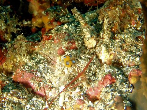 �ɓ������ʐ^�@�N���b�N�ő傫���Ȃ�܂�