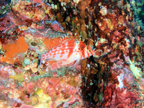 �ɓ������ʐ^�@�N���b�N�ő傫���Ȃ�܂�