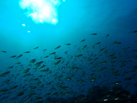 �ɓ������ʐ^�@�N���b�N�ő傫���Ȃ�܂�