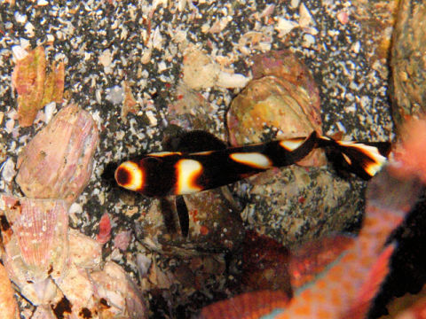 �ɓ������ʐ^�@�N���b�N�ő傫���Ȃ�܂�