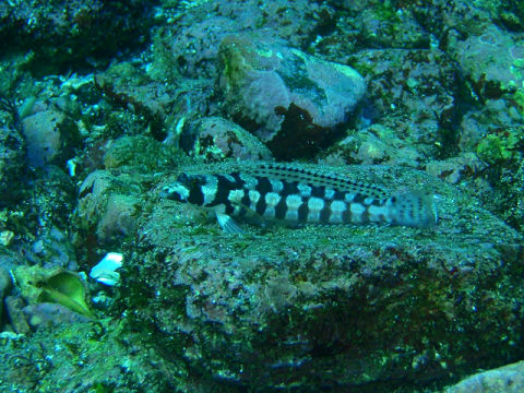 �ɓ������ʐ^�@�N���b�N�ő傫���Ȃ�܂�