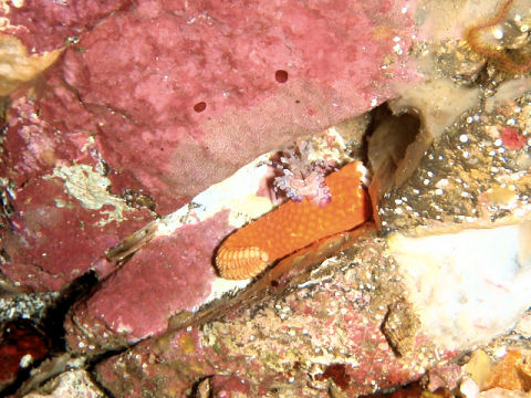 �ɓ������ʐ^�@�N���b�N�ő傫���Ȃ�܂�