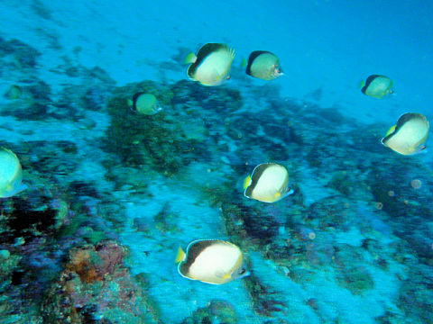 �ɓ������ʐ^�@�N���b�N�ő傫���Ȃ�܂�