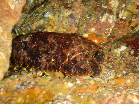 �ɓ������ʐ^�@�N���b�N�ő傫���Ȃ�܂�