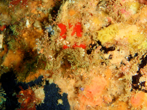 �ɓ������ʐ^�@�N���b�N�ő傫���Ȃ�܂�