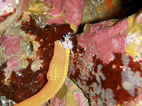 �ɓ������ʐ^�@�N���b�N�ő傫���Ȃ�܂�