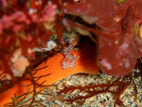 �ɓ������ʐ^�@�N���b�N�ő傫���Ȃ�܂�