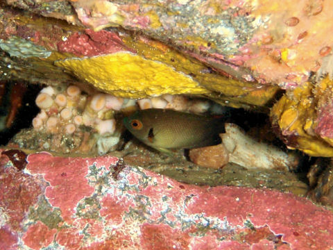 �ɓ������ʐ^�@�N���b�N�ő傫���Ȃ�܂�