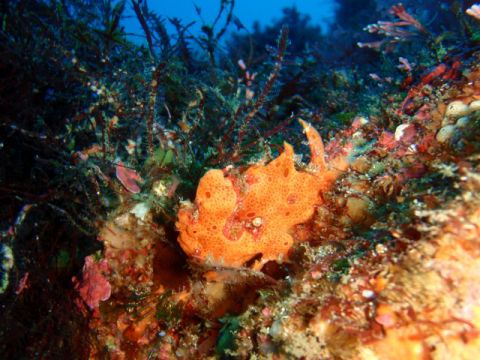 �ɓ������ʐ^�@�N���b�N�ő傫���Ȃ�܂�