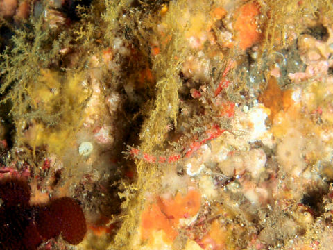 �ɓ������ʐ^�@�N���b�N�ő傫���Ȃ�܂�