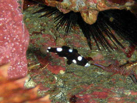 �ɓ������ʐ^�@�N���b�N�ő傫���Ȃ�܂�