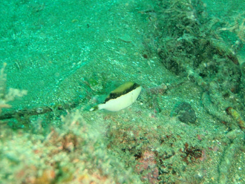 �ɓ������ʐ^�@�N���b�N�ő傫���Ȃ�܂�