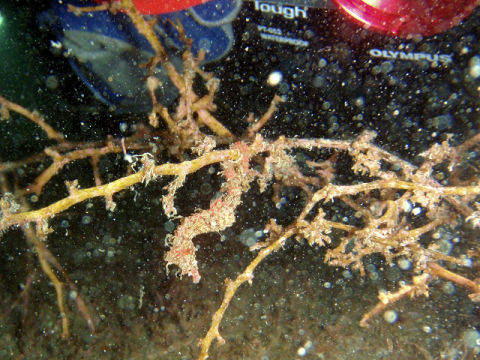 �ɓ������ʐ^�@�N���b�N�ő傫���Ȃ�܂�