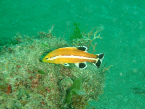 �ɓ������ʐ^�@�N���b�N�ő傫���Ȃ�܂�