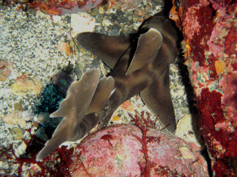 �ɓ������ʐ^�@�N���b�N�ő傫���Ȃ�܂�