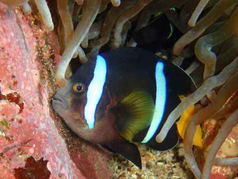 �ɓ������ʐ^�@�N���b�N�ő傫���Ȃ�܂�