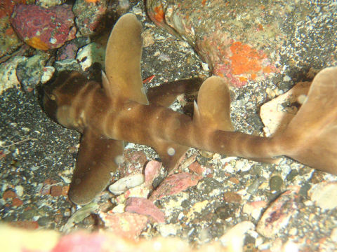 �ɓ������ʐ^�@�N���b�N�ő傫���Ȃ�܂�