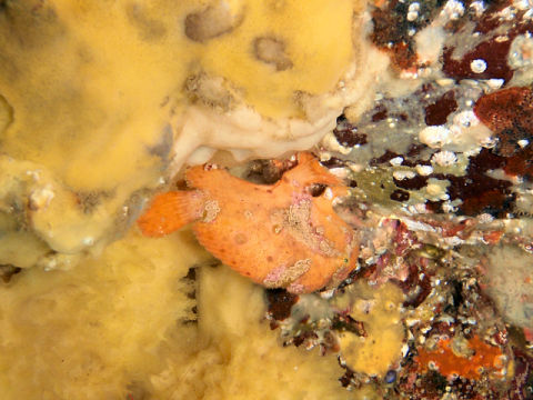 �ɓ������ʐ^�@�N���b�N�ő傫���Ȃ�܂�