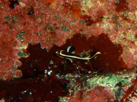 �ɓ������ʐ^�@�N���b�N�ő傫���Ȃ�܂�