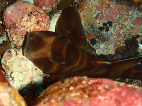 �ɓ������ʐ^�@�N���b�N�ő傫���Ȃ�܂�