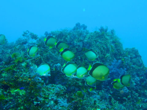 �ɓ������ʐ^�@�N���b�N�ő傫���Ȃ�܂�