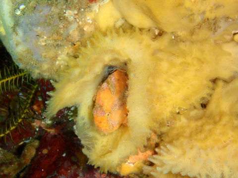 �ɓ������ʐ^�@�N���b�N�ő傫���Ȃ�܂�