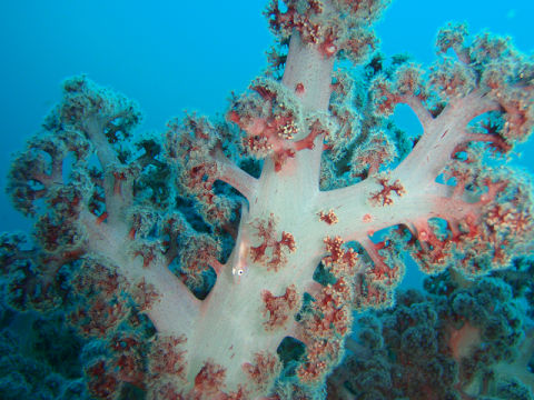 �ɓ������ʐ^�@�N���b�N�ő傫���Ȃ�܂�