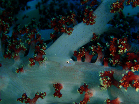 �ɓ������ʐ^�@�N���b�N�ő傫���Ȃ�܂�