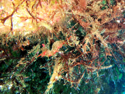 �ɓ������ʐ^�@�N���b�N�ő傫���Ȃ�܂�