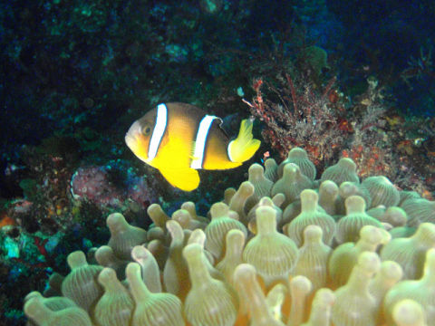 �ɓ������ʐ^�@�N���b�N�ő傫���Ȃ�܂�