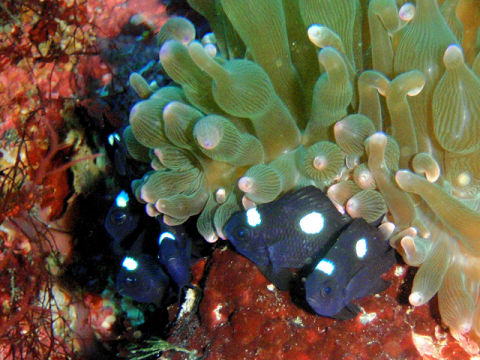 �ɓ������ʐ^�@�N���b�N�ő傫���Ȃ�܂�