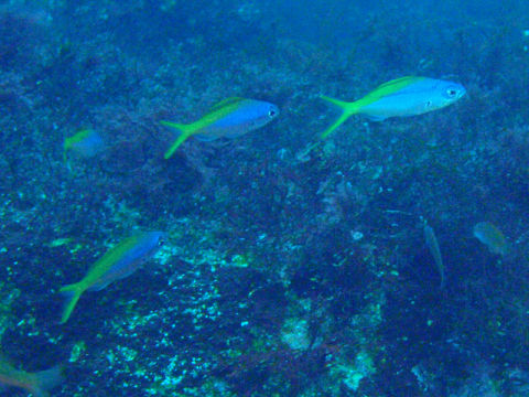 �ɓ������ʐ^�@�N���b�N�ő傫���Ȃ�܂�