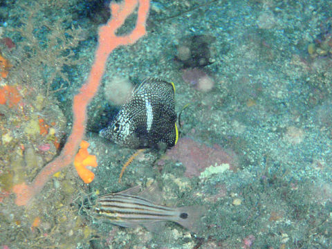 �ɓ������ʐ^�@�N���b�N�ő傫���Ȃ�܂�