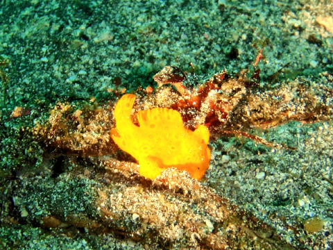 �ɓ������ʐ^�@�N���b�N�ő傫���Ȃ�܂�