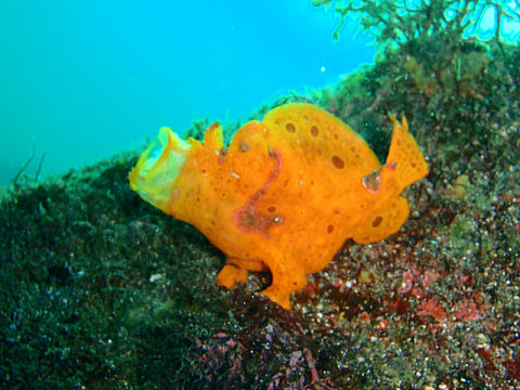 �ɓ������ʐ^�@�N���b�N�ő傫���Ȃ�܂�