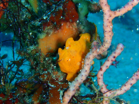 �ɓ������ʐ^�@�N���b�N�ő傫���Ȃ�܂�