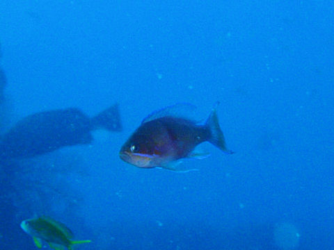 �ɓ������ʐ^�@�N���b�N�ő傫���Ȃ�܂�