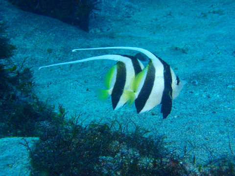 �ɓ������ʐ^�@�N���b�N�ő傫���Ȃ�܂�