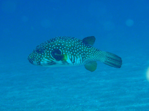 �ɓ������ʐ^�@�N���b�N�ő傫���Ȃ�܂�