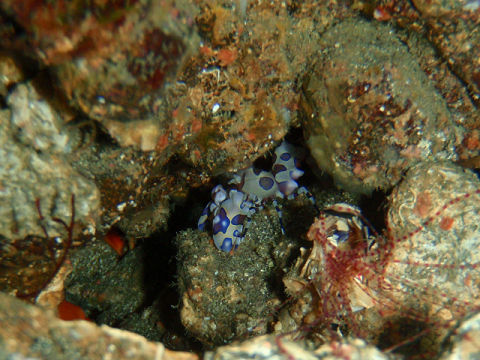 �ɓ������ʐ^�@�N���b�N�ő傫���Ȃ�܂�