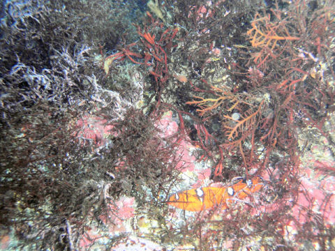 �ɓ������ʐ^�@�N���b�N�ő傫���Ȃ�܂�