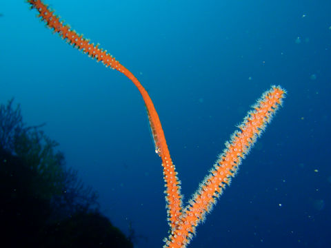 �ɓ������ʐ^�@�N���b�N�ő傫���Ȃ�܂�