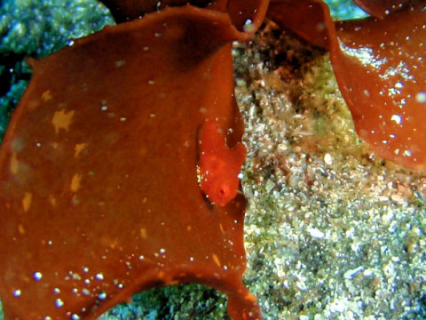 �ɓ������ʐ^�@�N���b�N�ő傫���Ȃ�܂�