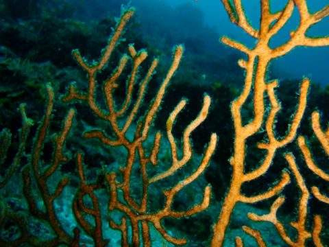 �ɓ������ʐ^�@�N���b�N�ő傫���Ȃ�܂�