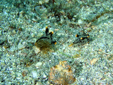 �ɓ������ʐ^�@�N���b�N�ő傫���Ȃ�܂�